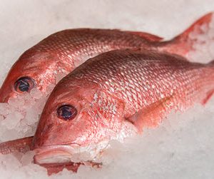 Whole Fresh Frozen Red snapper