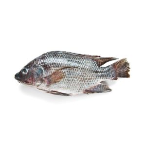 Fresh Whole Tilapia (price per fish)