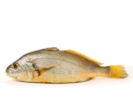 Yellow Croaker Fish